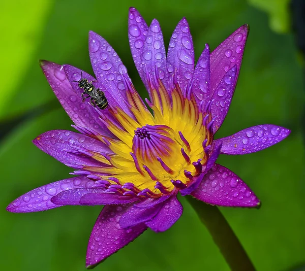 Bliska Strzał Kolorowy Kwiat Lotosu — Zdjęcie stockowe