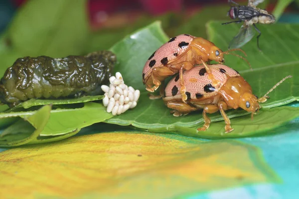 Life Cycle Bad Mexican Bean Beetle — Stock Photo, Image