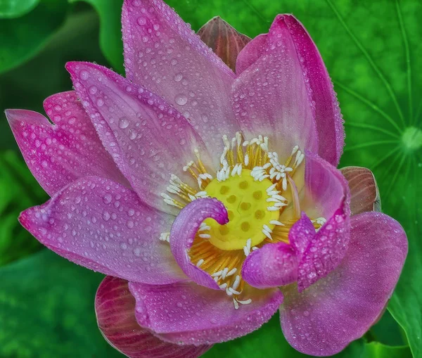 Nahaufnahme Einer Rosa Lotusblume — Stockfoto