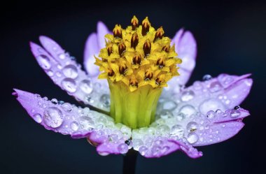 yağmurdan sonra kenikir çiçek yakın çekim