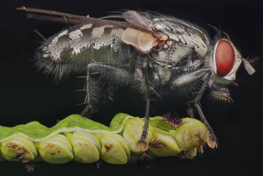 housefly yakın çekim