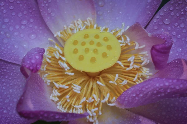 Nahaufnahme Einer Rosa Lotusblume — Stockfoto