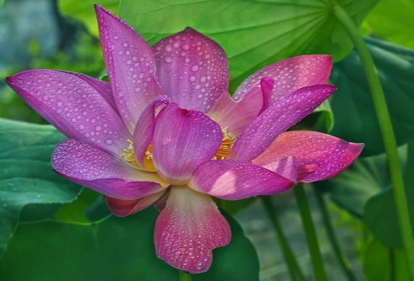 Gros Plan Une Fleur Lotus Rose — Photo