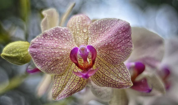 Close Shot Van Kleurrijke Orchideeën — Stockfoto