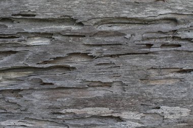 kalaslar ahşap duvar dokusu