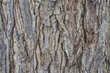 ağaç gövde kabuğu doku