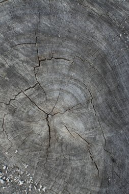 ağaç gövde halka doku.
