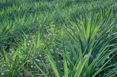 çiftlikte büyüyen yeşil ananas ağacı hakkında her şey