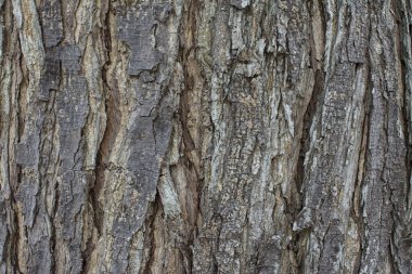 ağaç gövde kabuğu doku