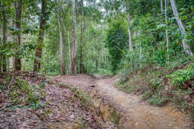 vahşi doğaya yürüyüş