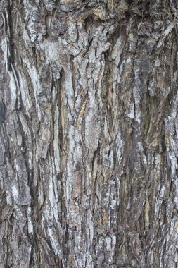 ağaç gövde kabuğu doku