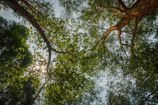 木の前景で空を見上げる — ストック写真
