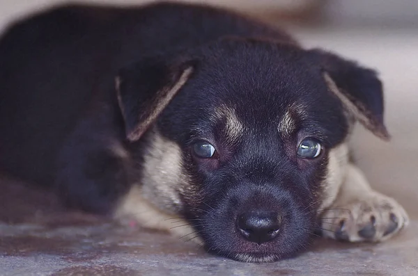 Cute Dogs Puppies — Stock Photo, Image