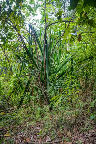 野生の自然にハイキング — ストック写真