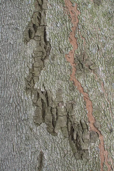 Texturou Kůry Kmen Stromu — Stock fotografie