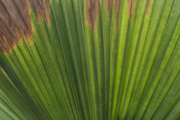 Palm Stromu List Texturu — Stock fotografie