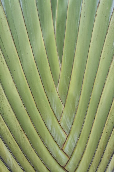 Palmboomschors Textuur — Stockfoto