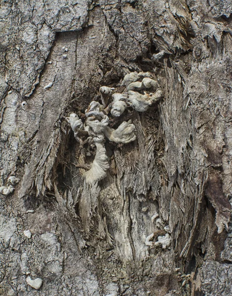 Tree Trunk Schors Textuur — Stockfoto