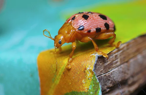 Close Shot Van Mexicaanse Bean Lieveheersbeestje — Stockfoto