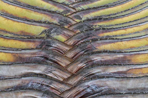 Текстура Ствола Ладони — стоковое фото