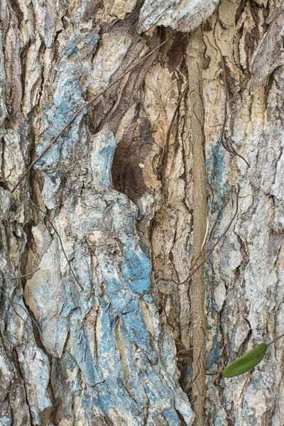 树的树干的树皮纹理 — 图库照片