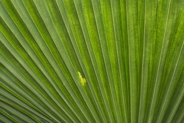 Palm Tree Löv Konsistens — Stockfoto