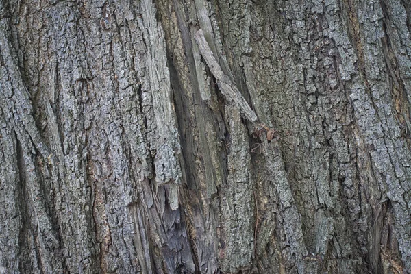 Baumstammrinde — Stockfoto