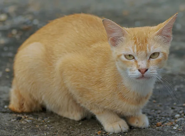 Portret Foto Van Een Kat — Stockfoto