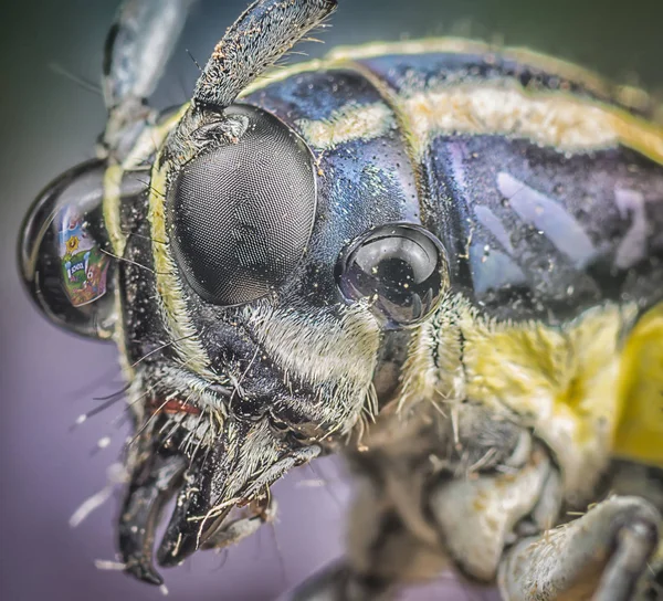 Close Shot Longhorn Bug — Stock Photo, Image