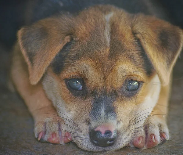 Schattige Honden Puppies — Stockfoto