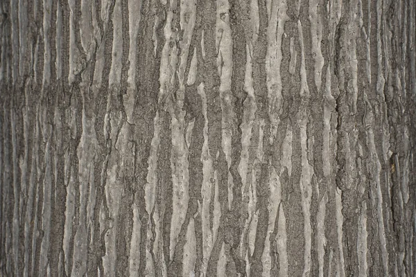 Tree Trunk Schors Textuur — Stockfoto