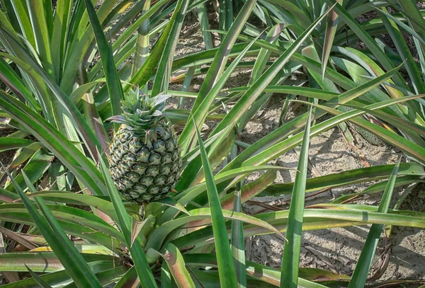 all about growing green pineapple tree at the farm