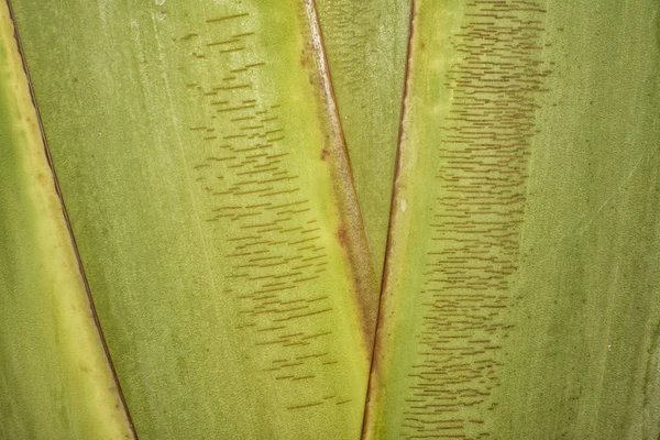 Palm Tree Trunk Pattern — Stock Photo, Image