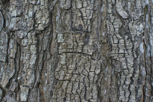 木の幹の樹皮のテクスチャー — ストック写真