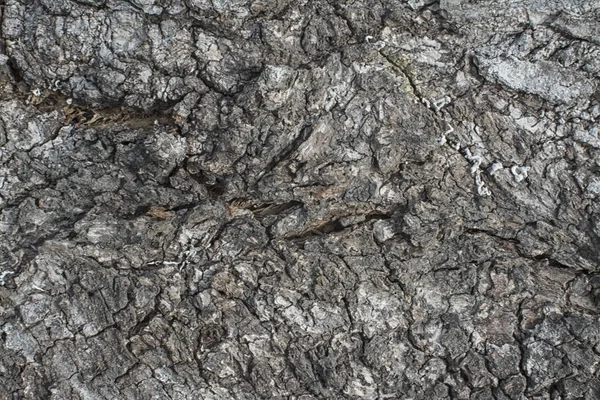 Árvore Tronco Casca Textura — Fotografia de Stock