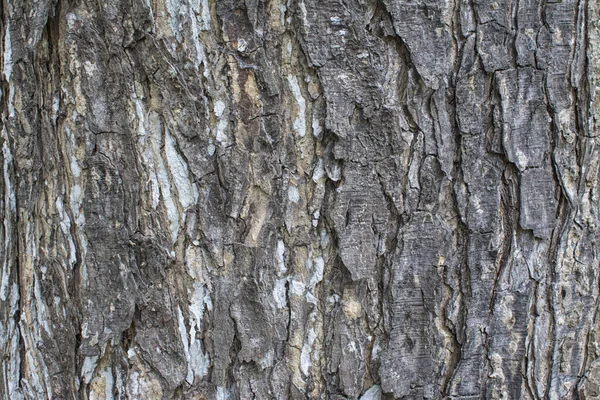 Árvore Tronco Casca Textura — Fotografia de Stock