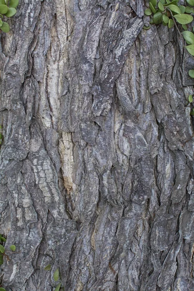 Árbol Tronco Corteza Textura — Foto de Stock