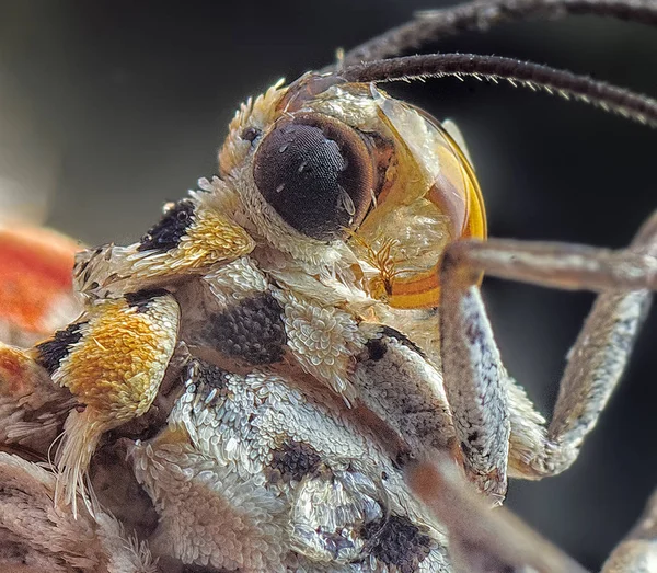 Güve Aşırı Headshot — Stok fotoğraf