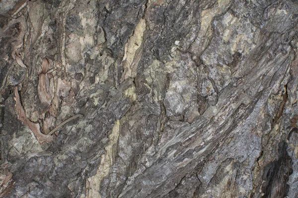 Tree Trunk Bark Texture — Stock Photo, Image
