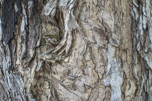 树的树干的树皮纹理 — 图库照片