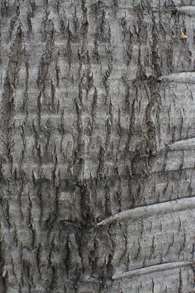 Tree Trunk Bark Texture — Stock Photo, Image