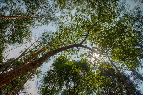 Blick Den Himmel Mit Baum Vordergrund — Stockfoto