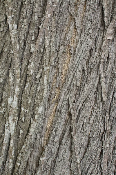 Tree Trunk Schors Textuur — Stockfoto