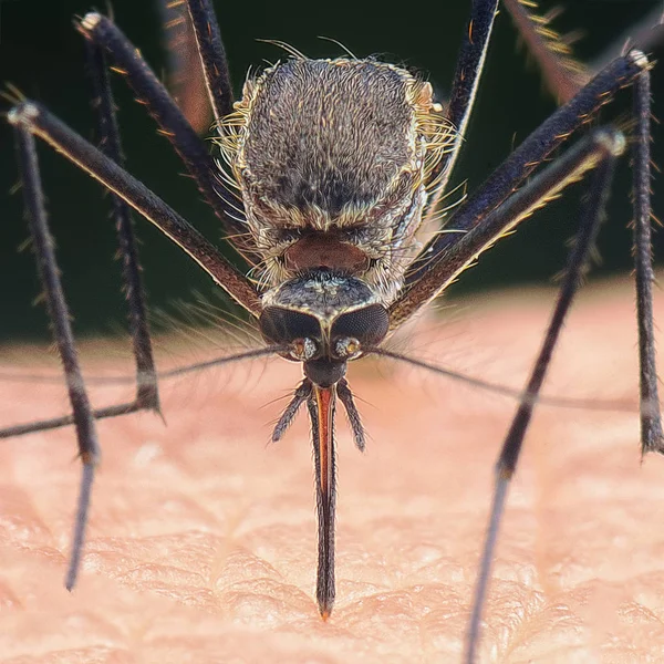 Primer Plano Disparo Mosquito Chupando Sangre — Foto de Stock