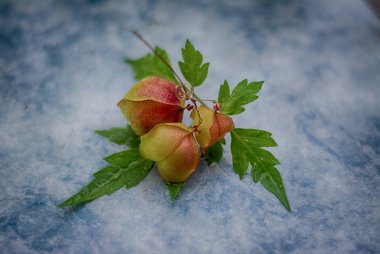 Physalis Twig yakın çekim
