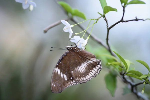 Brauner Schmetterling Thront Auf Blume — Stockfoto