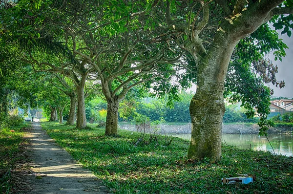 Fila Alberi Lungo Passerella — Foto Stock