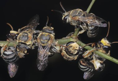 ter arı yakın çekim