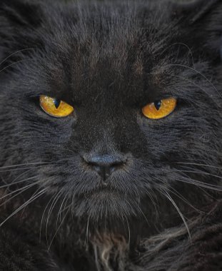 eylemlerde kedi portre çekim.