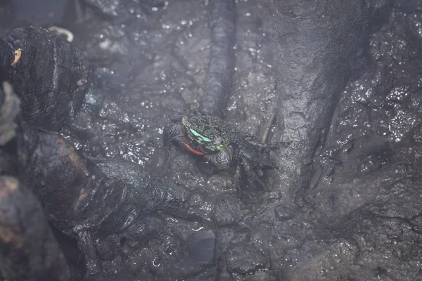泥泞的红树林蟹的特写镜头 — 图库照片